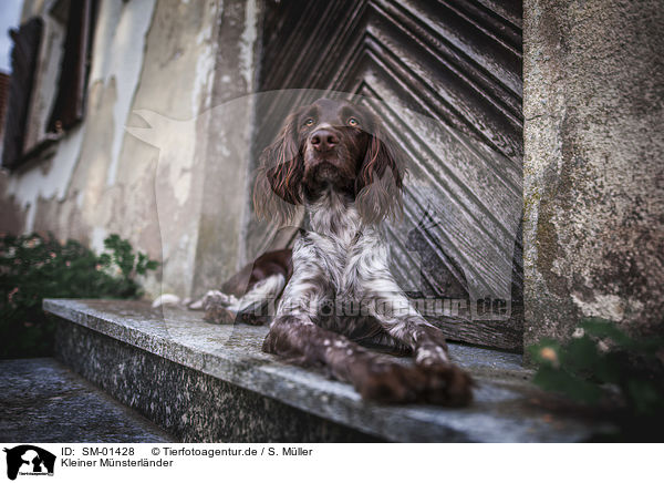 Kleiner M�nsterl�nder / SM-01428