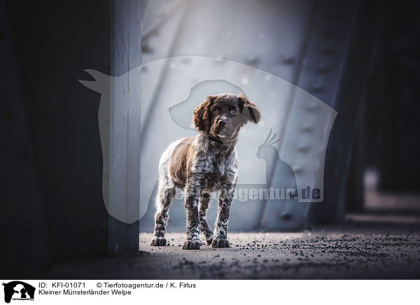 Kleiner Mnsterlnder Welpe / Small Munsterlander Puppy / KFI-01071
