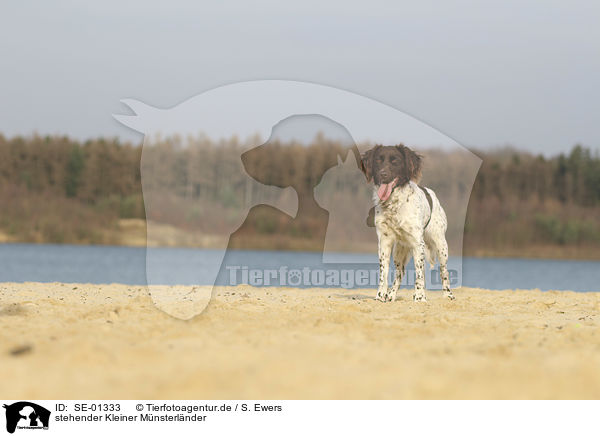 stehender Kleiner M�nsterl�nder / SE-01333