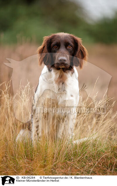 Kleiner Mnsterlnder im Herbst / KB-06284