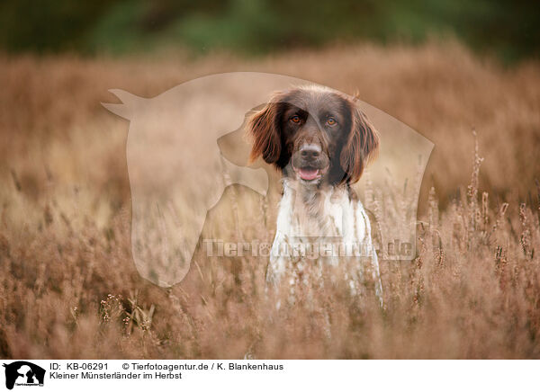 Kleiner Mnsterlnder im Herbst / small munsterlander in autumn / KB-06291