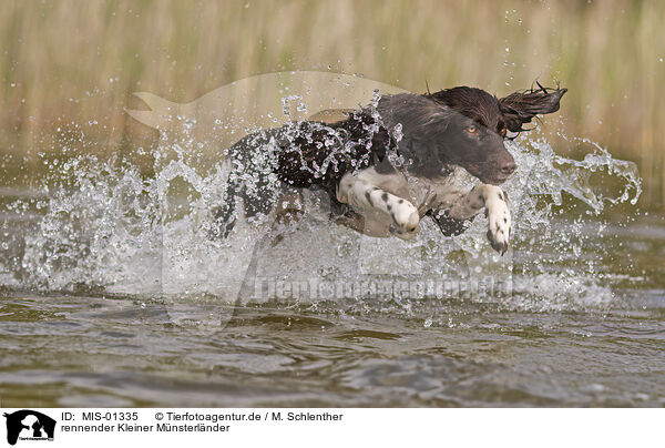 rennender Kleiner Mnsterlnder / MIS-01335