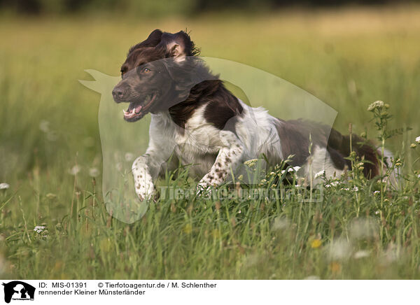 rennender Kleiner Mnsterlnder / MIS-01391