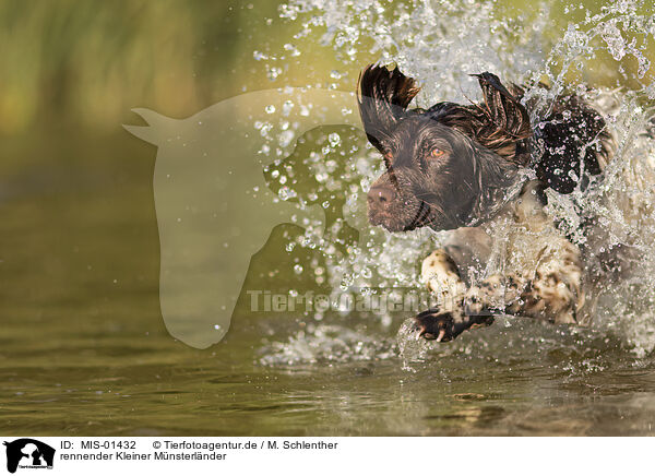 rennender Kleiner Mnsterlnder / MIS-01432