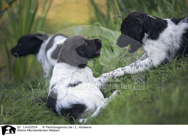 Kleine Mnsterlnder Welpen / small munsterlander puppies / LH-02524
