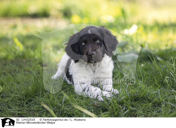 Kleiner Mnsterlnder Welpe / small munsterlander puppy / LH-02535