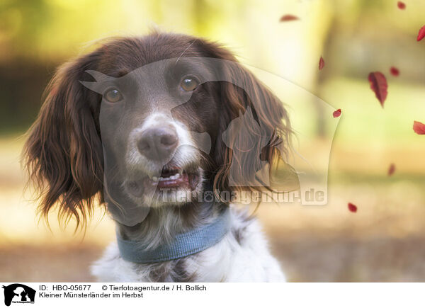 Kleiner Mnsterlnder im Herbst / small munsterlander in autumn / HBO-05677