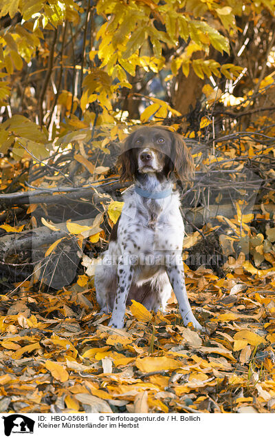 Kleiner Mnsterlnder im Herbst / HBO-05681