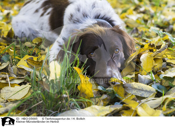 Kleiner M�nsterl�nder im Herbst / HBO-05685