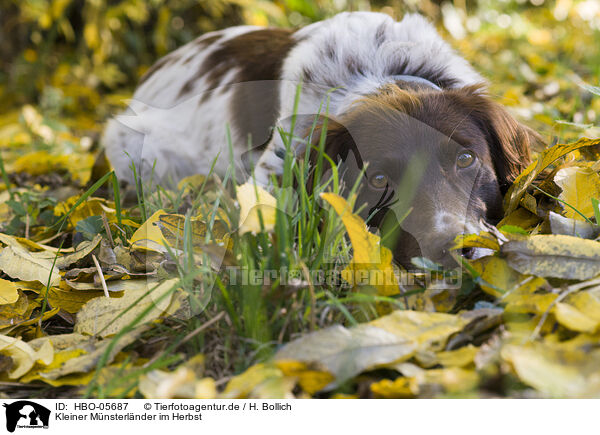 Kleiner Mnsterlnder im Herbst / small munsterlander in autumn / HBO-05687