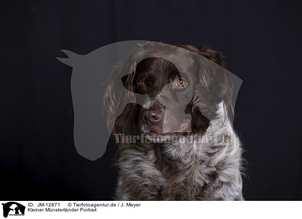 Kleiner Mnsterlnder Portrait / JM-12871