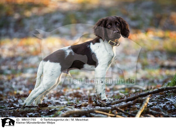 Kleiner Mnsterlnder Welpe / small munsterlander puppy / MM-01760