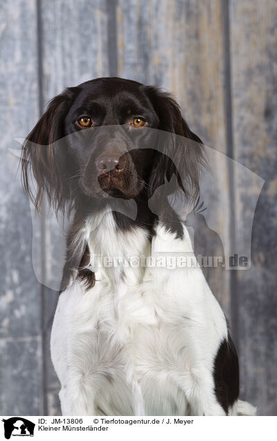 Kleiner Mnsterlnder / Small Munderlander Dog / JM-13806