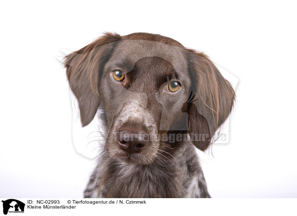 Kleine Mnsterlnder / small munsterlander / NC-02993