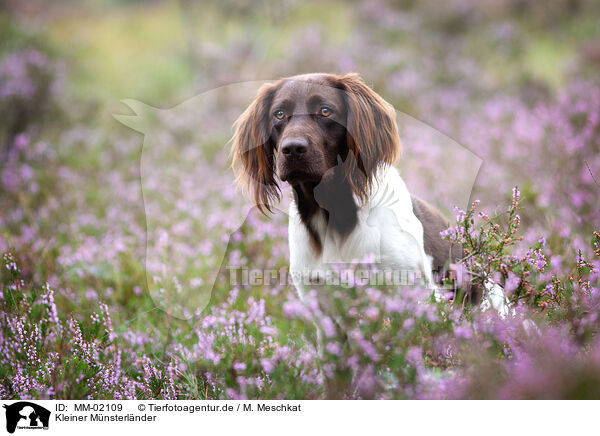 Kleiner Mnsterlnder / small munsterlander / MM-02109