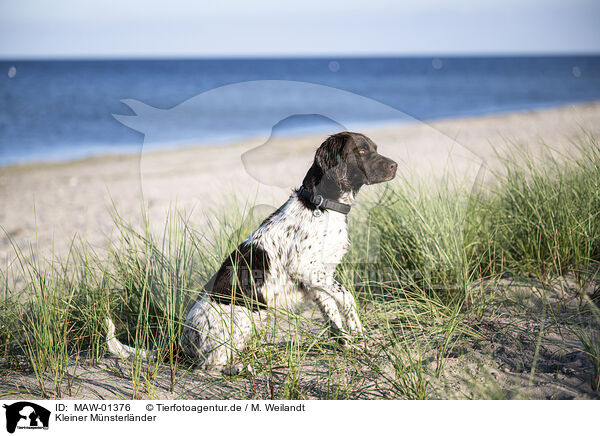 Kleiner Mnsterlnder / MAW-01376