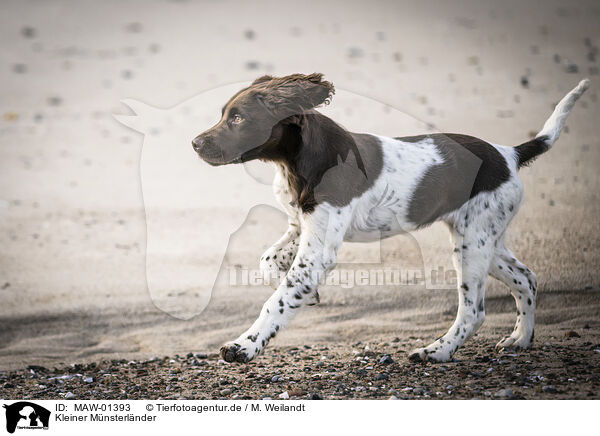 Kleiner Mnsterlnder / small munsterlander / MAW-01393