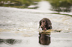 schwimmender Kleiner Mnsterlnder