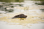 schwimmender Kleiner Mnsterlnder