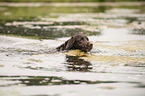 schwimmender Kleiner Mnsterlnder