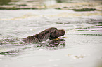 schwimmender Kleiner Mnsterlnder