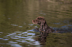 schwimmender Kleiner Mnsterlnder