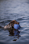 schwimmender Kleiner Mnsterlnder