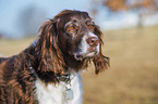 Kleiner Mnsterlnder Portrait