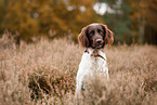 Kleiner Mnsterlnder im Herbst