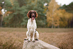 Kleiner Mnsterlnder im Herbst