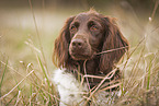 Kleiner Mnsterlnder Portrait