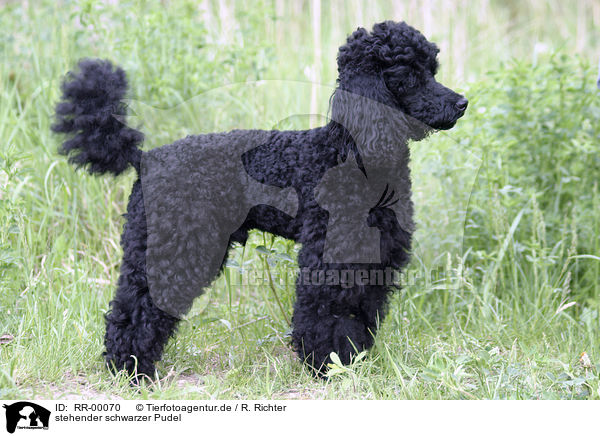 stehender schwarzer Pudel / standing black poodle / RR-00070