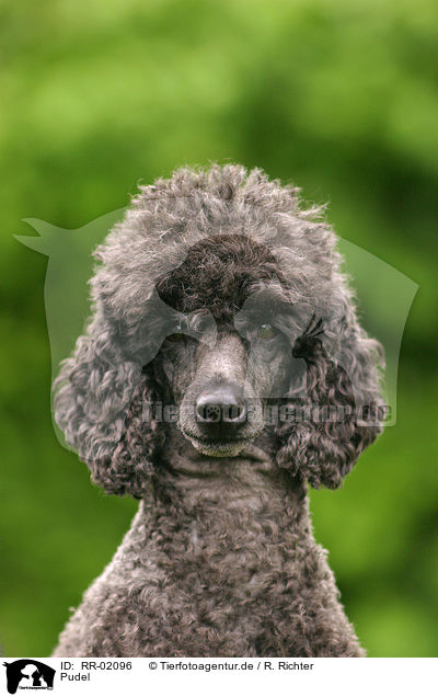 Pudel / Poodle Portrait / RR-02096