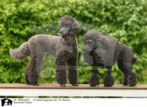 stehende Pudel / standing poodle / RR-02097
