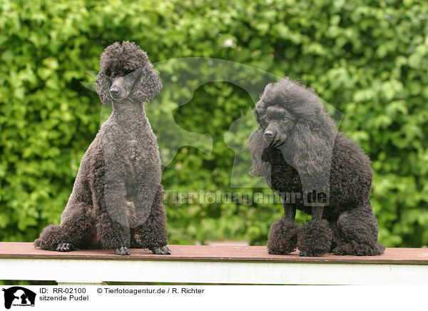 sitzende Pudel / sitting poodle / RR-02100