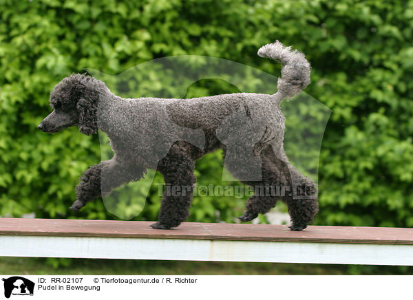 Pudel in Bewegung / poodle in action / RR-02107