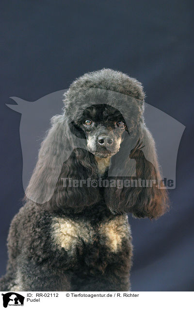 Pudel / Poodle Portrait / RR-02112