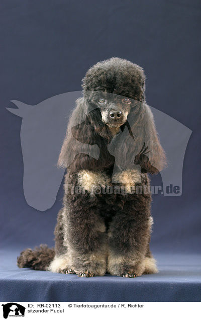 sitzender Pudel / sitting poodle / RR-02113