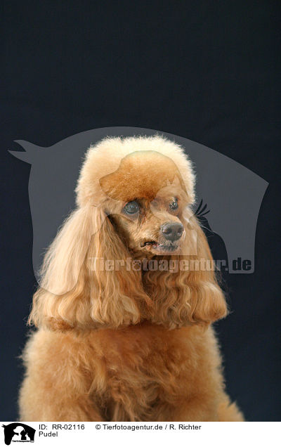 Pudel / Poodle Portrait / RR-02116