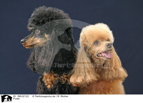 Pudel / Poodle Portraits / RR-02122