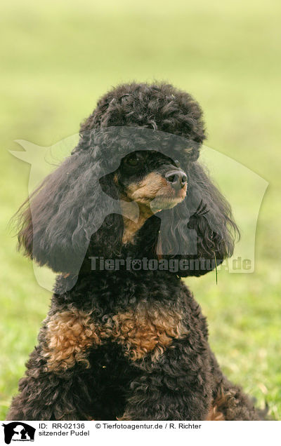 sitzender Pudel / sitting poodle / RR-02136