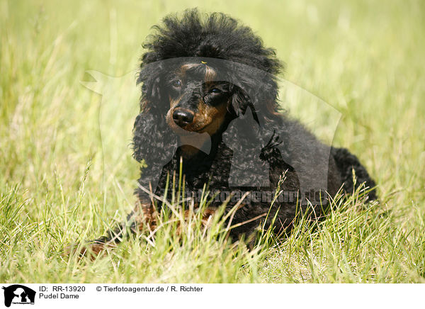 Pudel Dame / Poodle / RR-13920