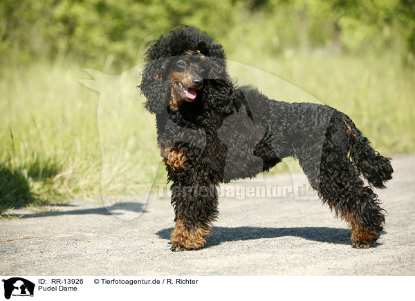 Pudel Dame / Poodle / RR-13926