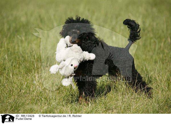 Pudel Dame / Poodle / RR-13928