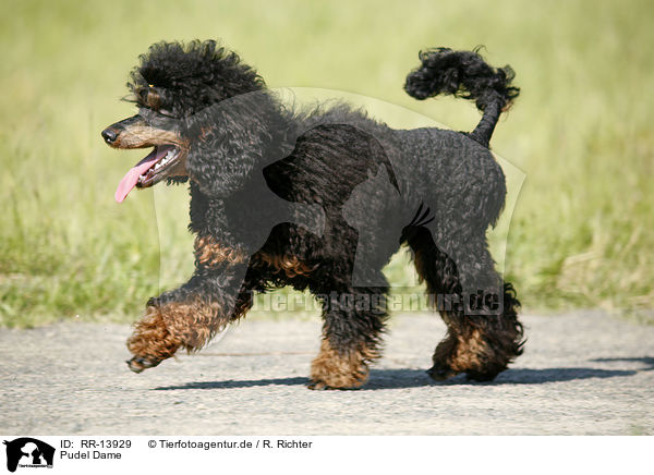 Pudel Dame / Poodle / RR-13929