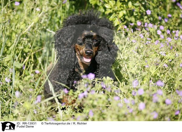 Pudel Dame / Poodle / RR-13931