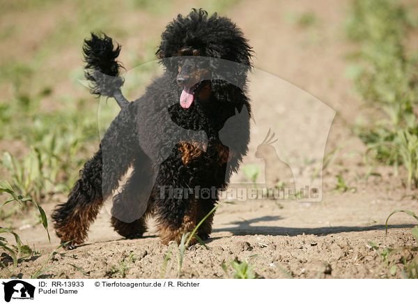 Pudel Dame / Poodle / RR-13933