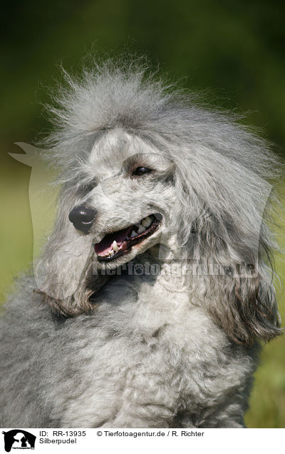 Silberpudel / silver poodle / RR-13935