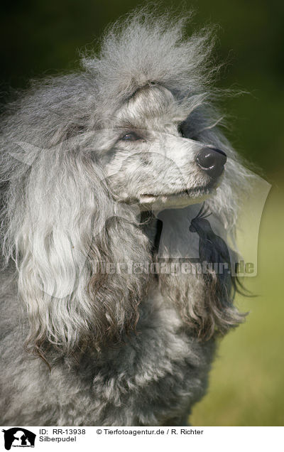 Silberpudel / silver poodle / RR-13938