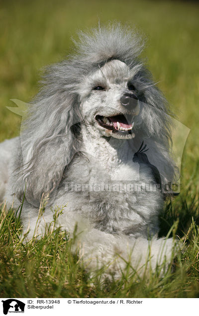 Silberpudel / silver poodle / RR-13948
